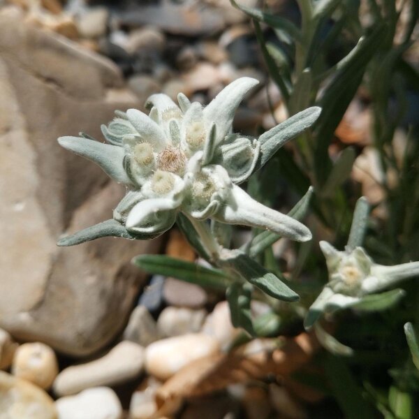 Edelweiss (Leontopodium alpinum)