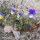 Wild Pansy / Heartsease / Love-In-Idleness (Viola Tricolor) seeds