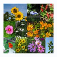 Gap Fillers For Your Flower Garden - Seed kit gift box