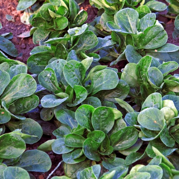 Lambs Lettuce / Corn Salad (Valerianella locusta) organic seeds