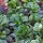 Lambs Lettuce / Corn Salad (Valerianella locusta) organic seeds