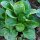 Lambs Lettuce / Corn Salad (Valerianella locusta) organic seeds