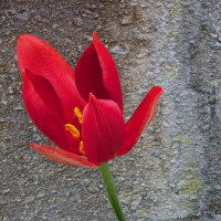Sprengers Tulip / Wild Tulip (Tulipa sprengeri) seeds