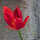 Sprengers Tulip / Wild Tulip (Tulipa sprengeri) seeds