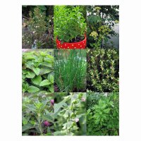 Perennial Kitchen Herbs For The Garden - Seed kit gift box