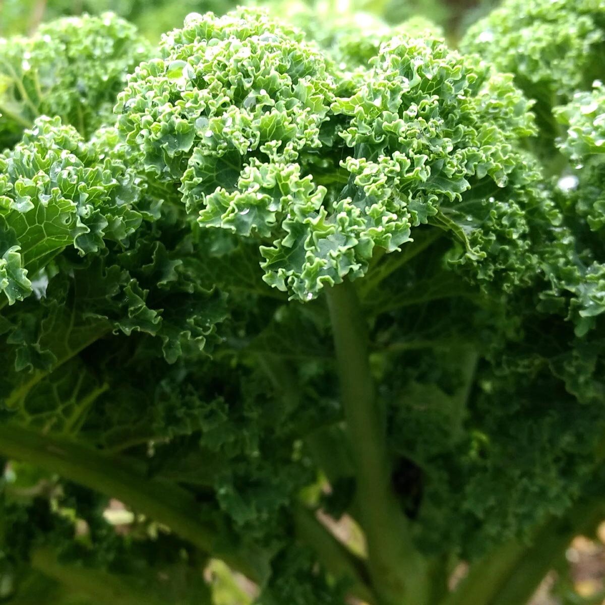 Lark's Tongue Curly Kale 'Lerchenzungen' (Brassica oleracea convar ...