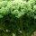 Larks Tongue Curly Kale Lerchenzungen (Brassica oleracea convar. acephala var. sabellica) organic seeds