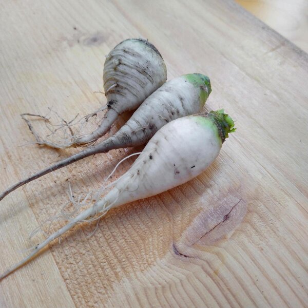 Turnip Teltower Rübchen (Brassica rapa var. teltowiensis) organic seeds