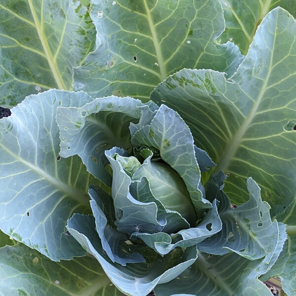 Filderkraut cabbage (Brassica oleracea) organic seeds