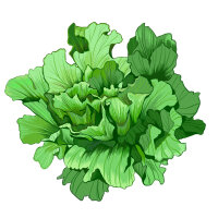 Endive Green Escarole (Cichorium endivia) organic seeds