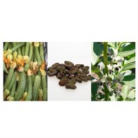 Broad Bean & Courgette - Seed kit gift box