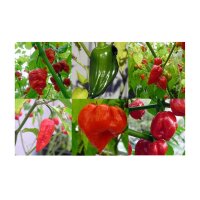The Hottest Chilli Peppers In The World - Seed kit