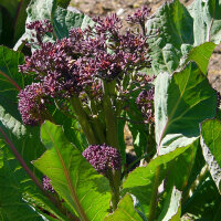 Cabbage Rarities - Seed kit gift box