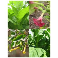 Tobacco Rarity Seeds - Seed kit