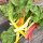 Colourful Swiss Chard Five Colours (Beta vulgaris ssp.vulgaris) organic seeds