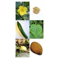 Historical Cucumbers & Gherkins - Seed kit