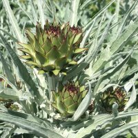 Globe Artichoke Imperial Star (Cynara scolymus) organic seeds