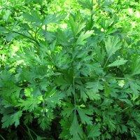 Italian Flat Leaf Parsley (Petroselinum crispum var. neapolitanum) organic seeds