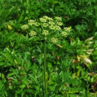 Italian Flat Leaf Parsley (Petroselinum crispum var. neapolitanum) organic seeds