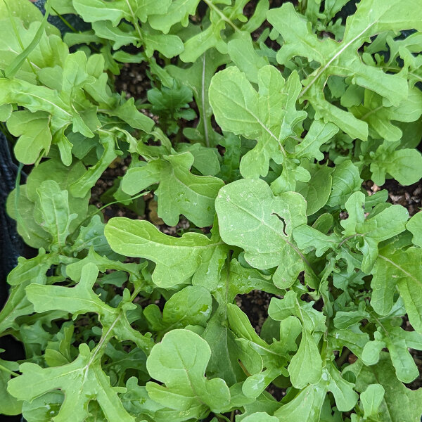 Rocket Salad / Arugula  (Eruca vesicaria subsp. sativa) organic seeds