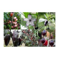 Purple & Black Chili Peppers - Seed Kit