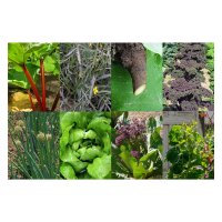 Permaculture / Woodland Garden - Seed Kit