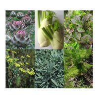 Good Companion Plants: Artichoke, Florence Fennel, Lettuce & Sage - Seed kit