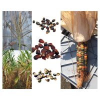 Colourful Native American Sweet Corn/ Maize - Seed kit