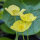 Foothill Poppy (Eschscholzia caespitosa) organic seeds