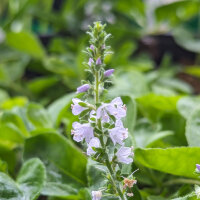 Common Speedwell (Veronica officinalis) organic seeds