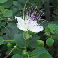 Caper bush (Capparis spinosa) seeds