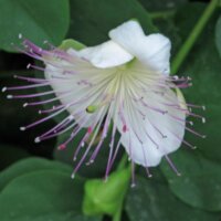 Caper bush (Capparis spinosa) seeds