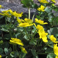 Marsh-marigold/ Kingcup (Caltha palustris) organic seeds