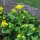 Marsh-marigold/ Kingcup (Caltha palustris) organic seeds