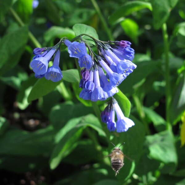 Mertensia virginica (Virginia bluebells) Boraginaceae