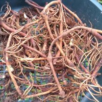 Himalayan Mayapple (Podophyllum peltatum) seeds