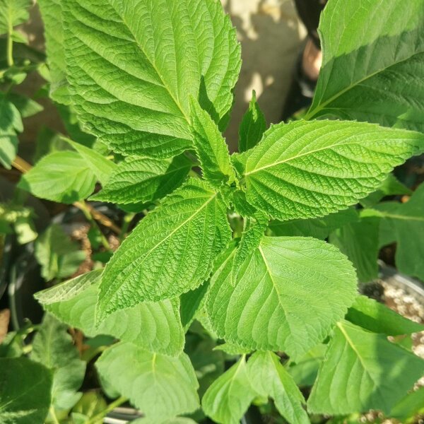 Salvia blanca hojas x 100 gr - Dietetica Lanus