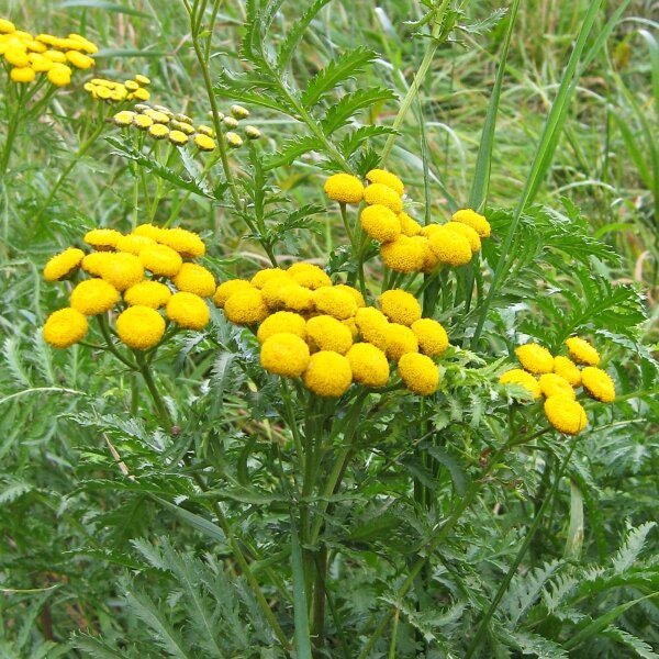 Common Tansy (Tanacetum vulgare) organic seeds