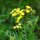 Common Tansy (Tanacetum vulgare) organic seeds