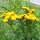 Common Tansy (Tanacetum vulgare) organic seeds