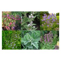 Flowering Beauties For The Shade (Organic) - Seed kit gift box