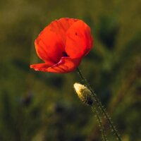 Corn poppy (Papaver rhoeas) organic seeds