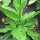 Woodland Tobacco (Nicotiana sylvestris) organic seeds