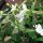 Woodland Tobacco (Nicotiana sylvestris) organic seeds