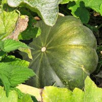 Pumpkin Musquée de Provence (Cucurbita moschata) organic seeds