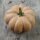 Pumpkin Musquée de Provence (Cucurbita moschata) organic seeds