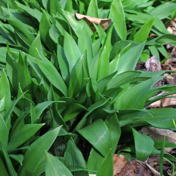 Ramsons / Bear Garlic (Allium ursinum) organic seeds