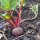 Beetroot Tonda di Chioggia (Beta vulgaris) organic seeds