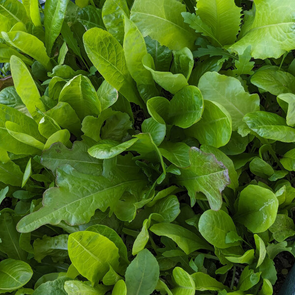 Misticanza Lettuce Mix (Lactuca sativa and others) organic
