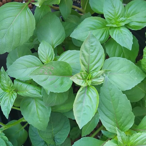 Mexican cinnamon basil Ocimum basilicum organic seeds